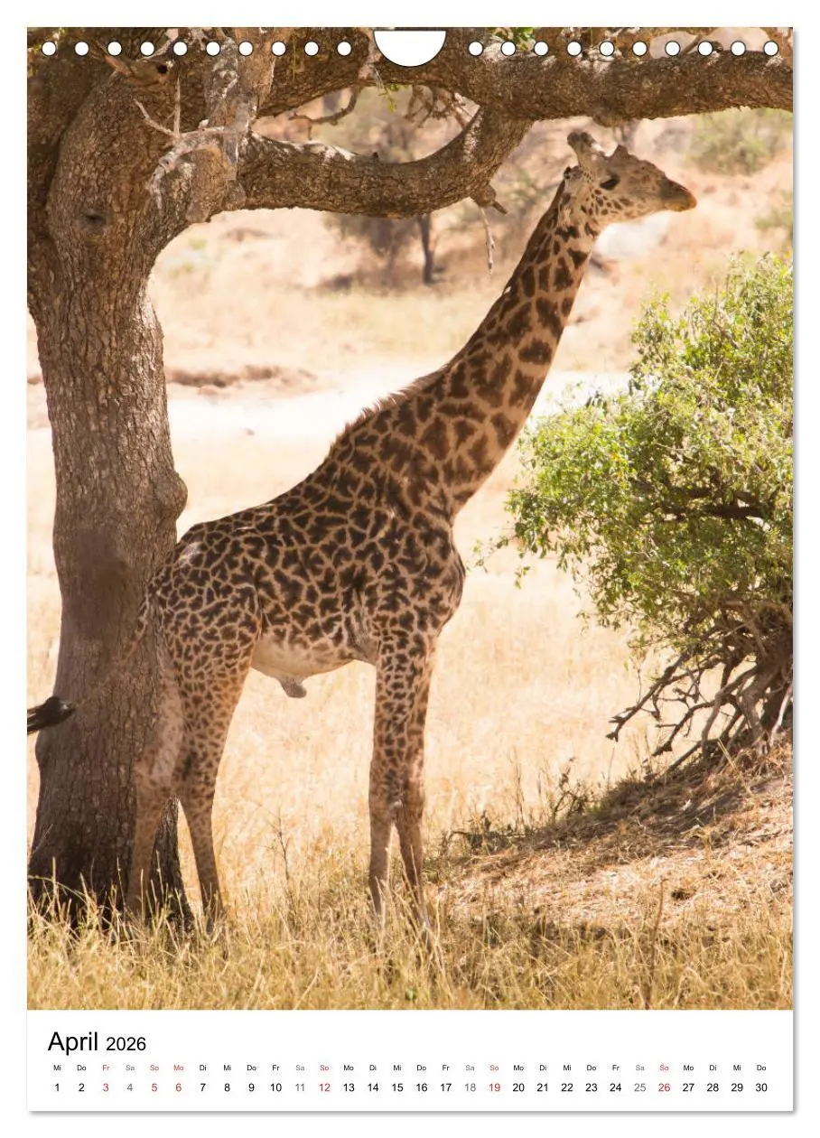 Bild: 9783516384178 | Serengeti Pur - Tansania (Wandkalender 2026 DIN A4 hoch), CALVENDO...