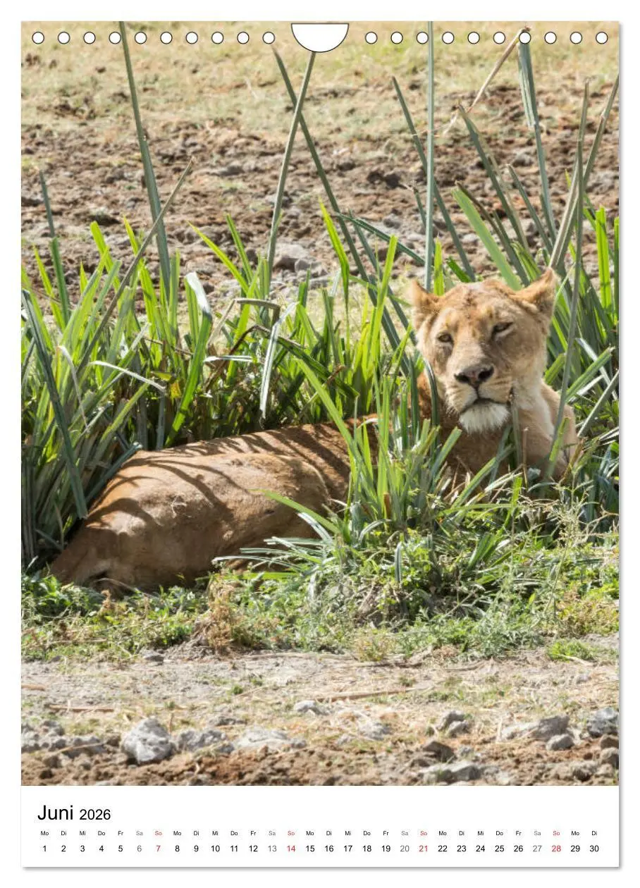 Bild: 9783516384178 | Serengeti Pur - Tansania (Wandkalender 2026 DIN A4 hoch), CALVENDO...