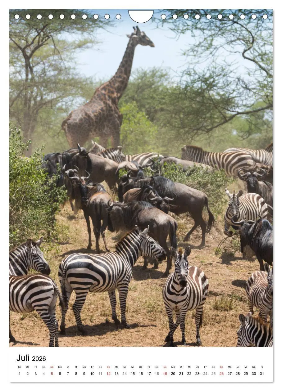 Bild: 9783516384178 | Serengeti Pur - Tansania (Wandkalender 2026 DIN A4 hoch), CALVENDO...