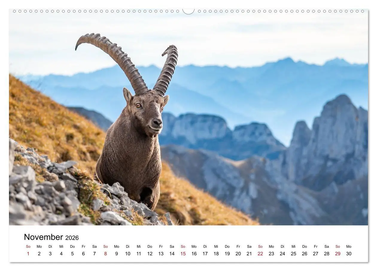 Bild: 9783457284278 | Steinböcke - Eindrückliche Könige der Alpen (hochwertiger Premium...