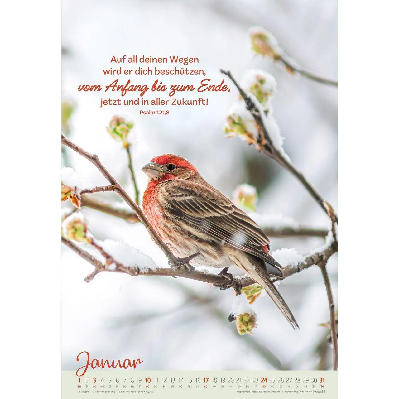 Bild: 9783754804278 | Beflügelt und getragen 2027 | Vögel | Kalender | Spiralbindung | 14 S.