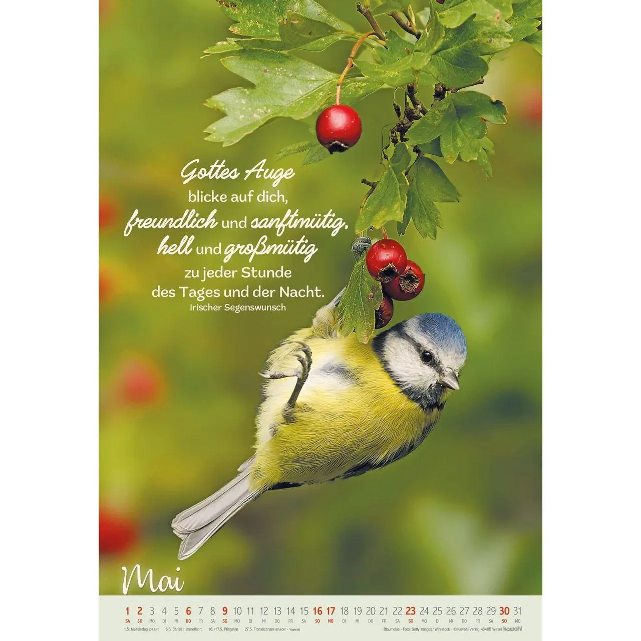 Bild: 9783754804278 | Beflügelt und getragen 2027 | Vögel | Kalender | Spiralbindung | 14 S.