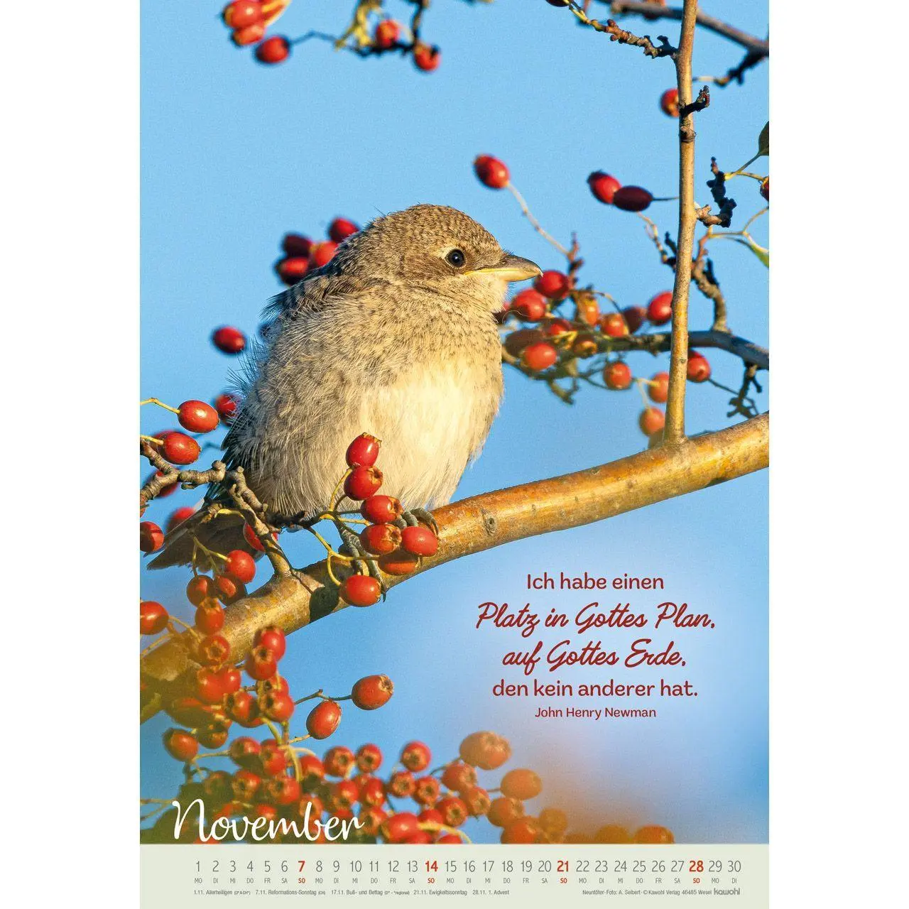 Bild: 9783754804278 | Beflügelt und getragen 2027 | Vögel | Kalender | Spiralbindung | 14 S.