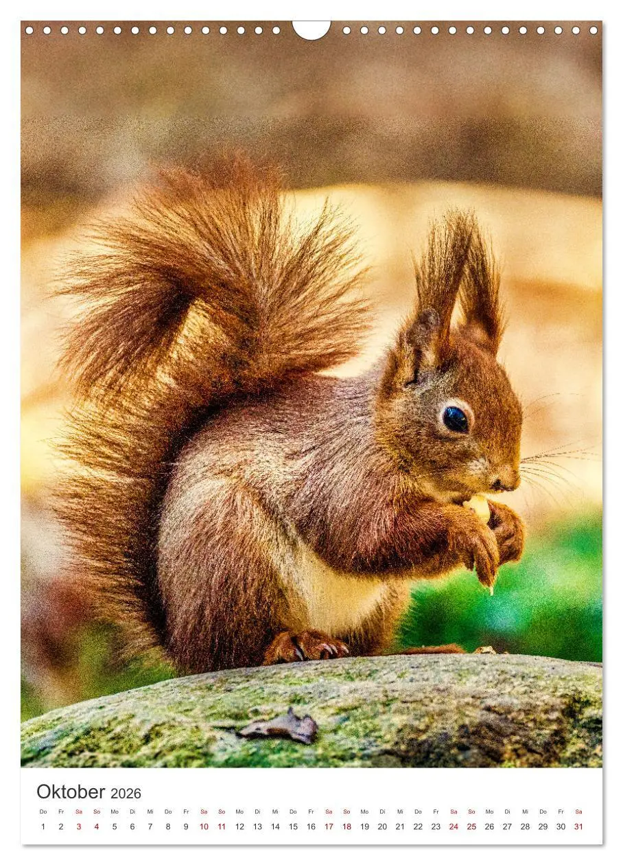 Bild: 9783457274378 | Niedlicher Nager - Das Eichhörnchen (Wandkalender 2026 DIN A3...