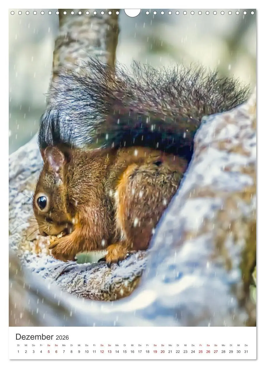 Bild: 9783457274378 | Niedlicher Nager - Das Eichhörnchen (Wandkalender 2026 DIN A3...