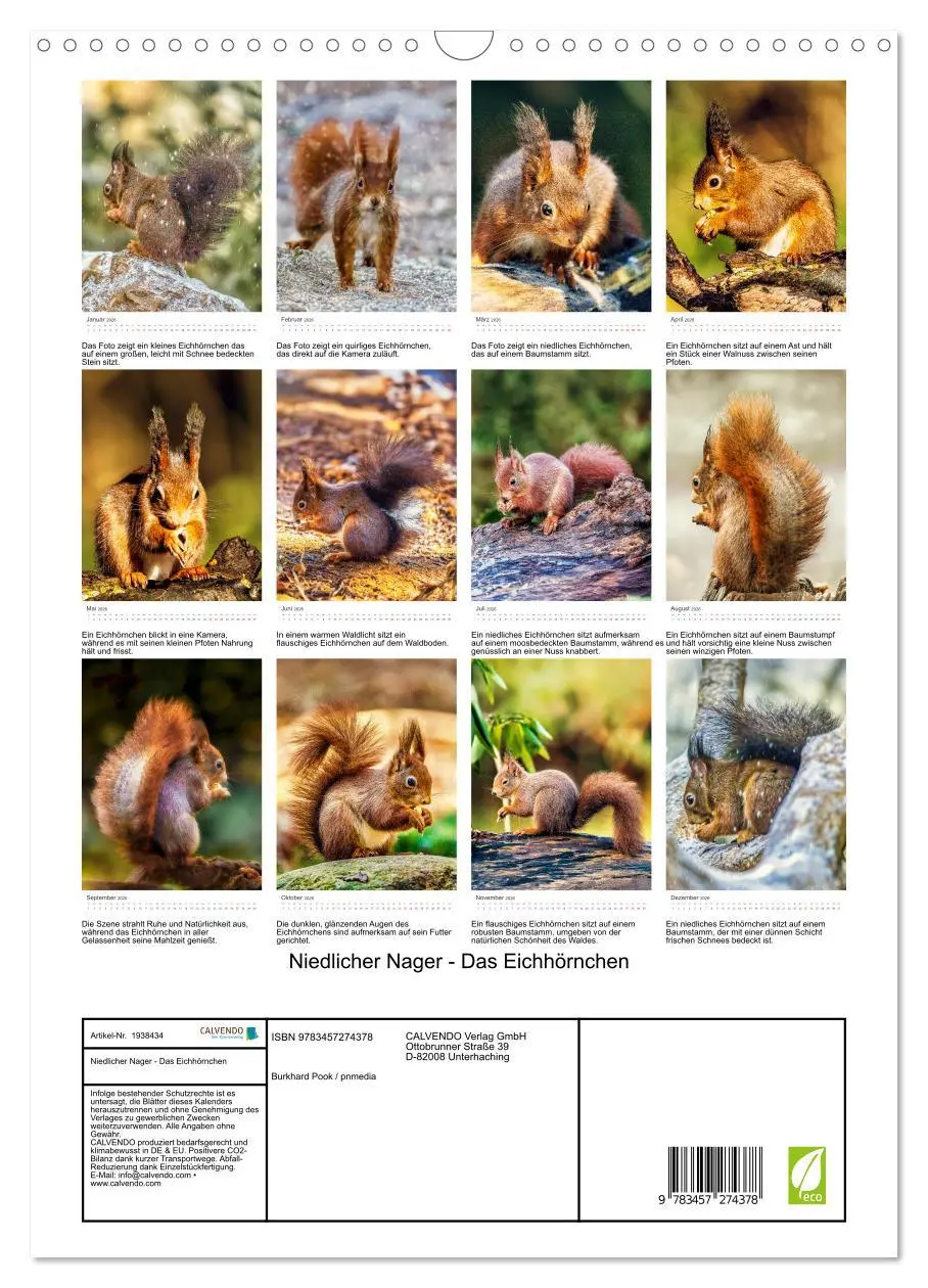 Bild: 9783457274378 | Niedlicher Nager - Das Eichhörnchen (Wandkalender 2026 DIN A3...