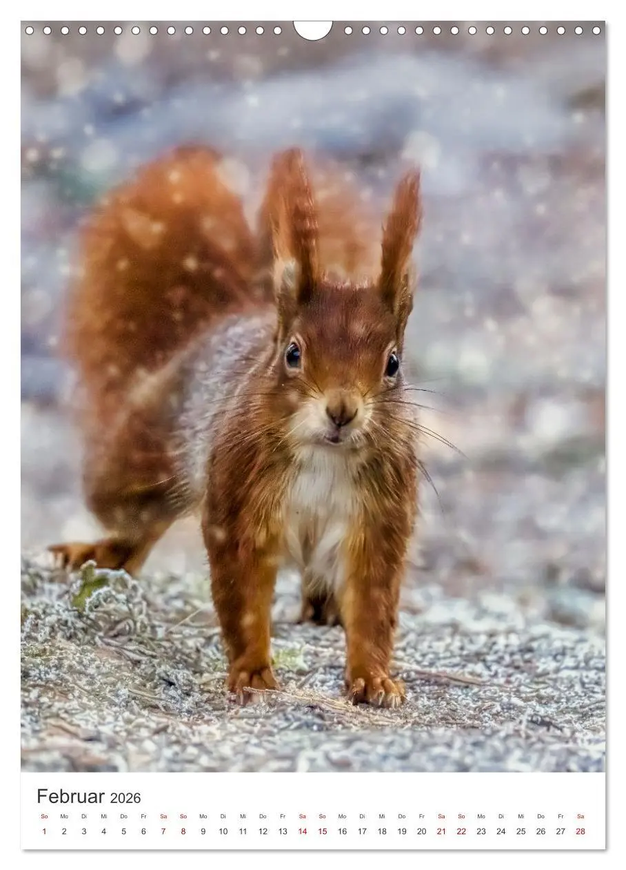 Bild: 9783457274378 | Niedlicher Nager - Das Eichhörnchen (Wandkalender 2026 DIN A3...