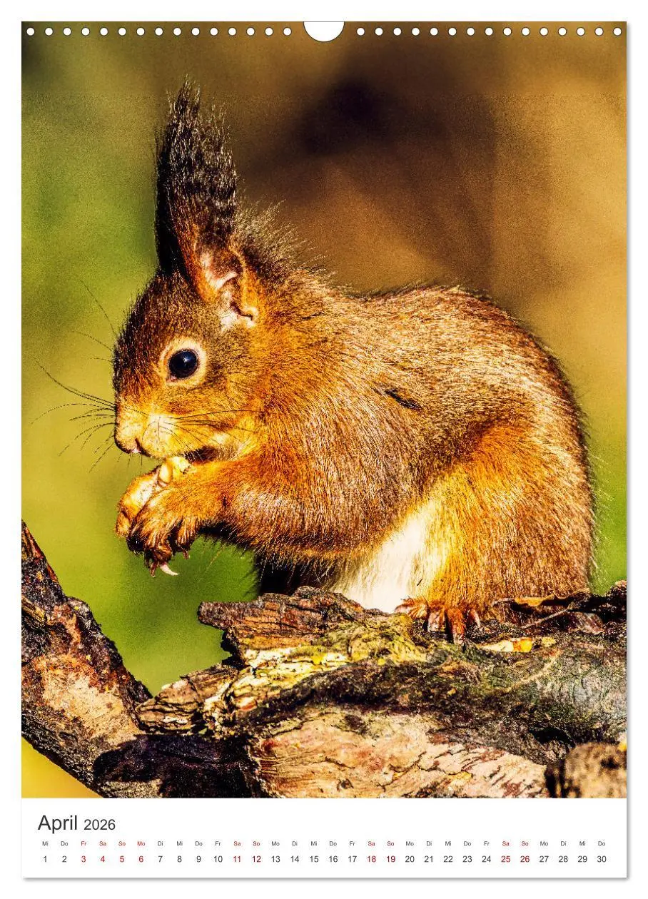 Bild: 9783457274378 | Niedlicher Nager - Das Eichhörnchen (Wandkalender 2026 DIN A3...