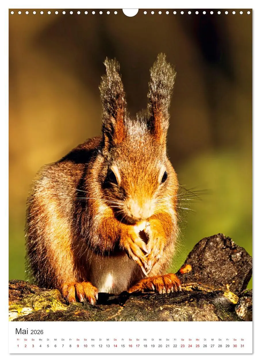 Bild: 9783457274378 | Niedlicher Nager - Das Eichhörnchen (Wandkalender 2026 DIN A3...