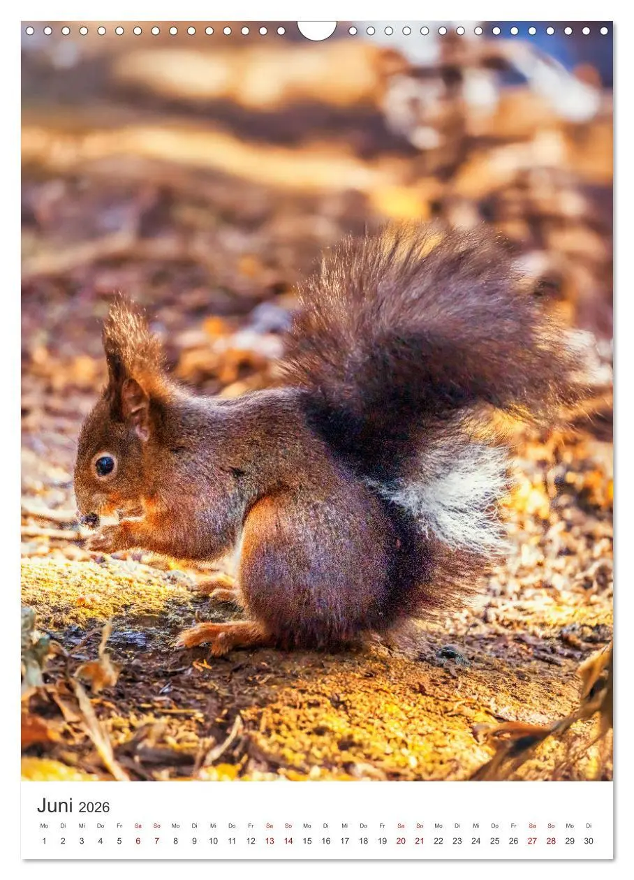 Bild: 9783457274378 | Niedlicher Nager - Das Eichhörnchen (Wandkalender 2026 DIN A3...