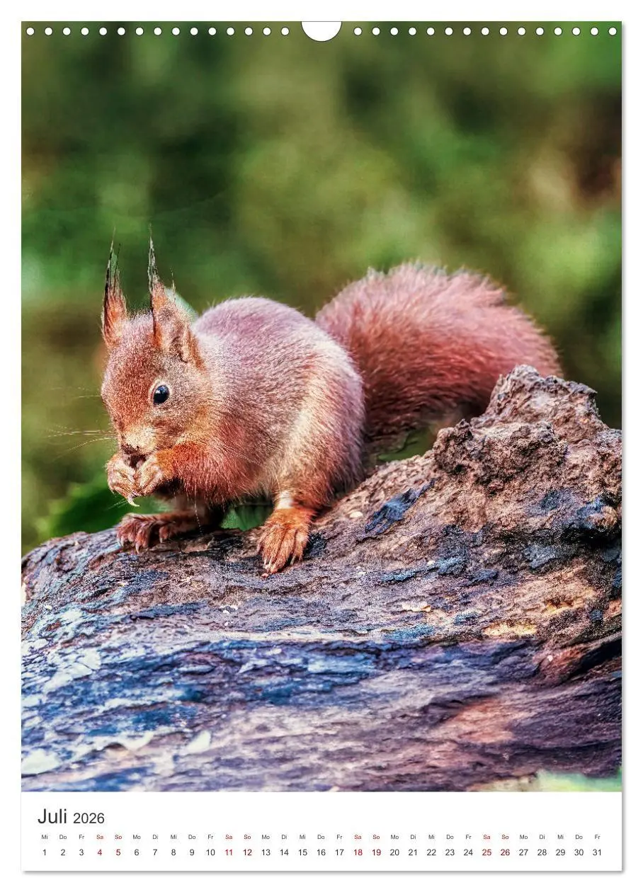 Bild: 9783457274378 | Niedlicher Nager - Das Eichhörnchen (Wandkalender 2026 DIN A3...