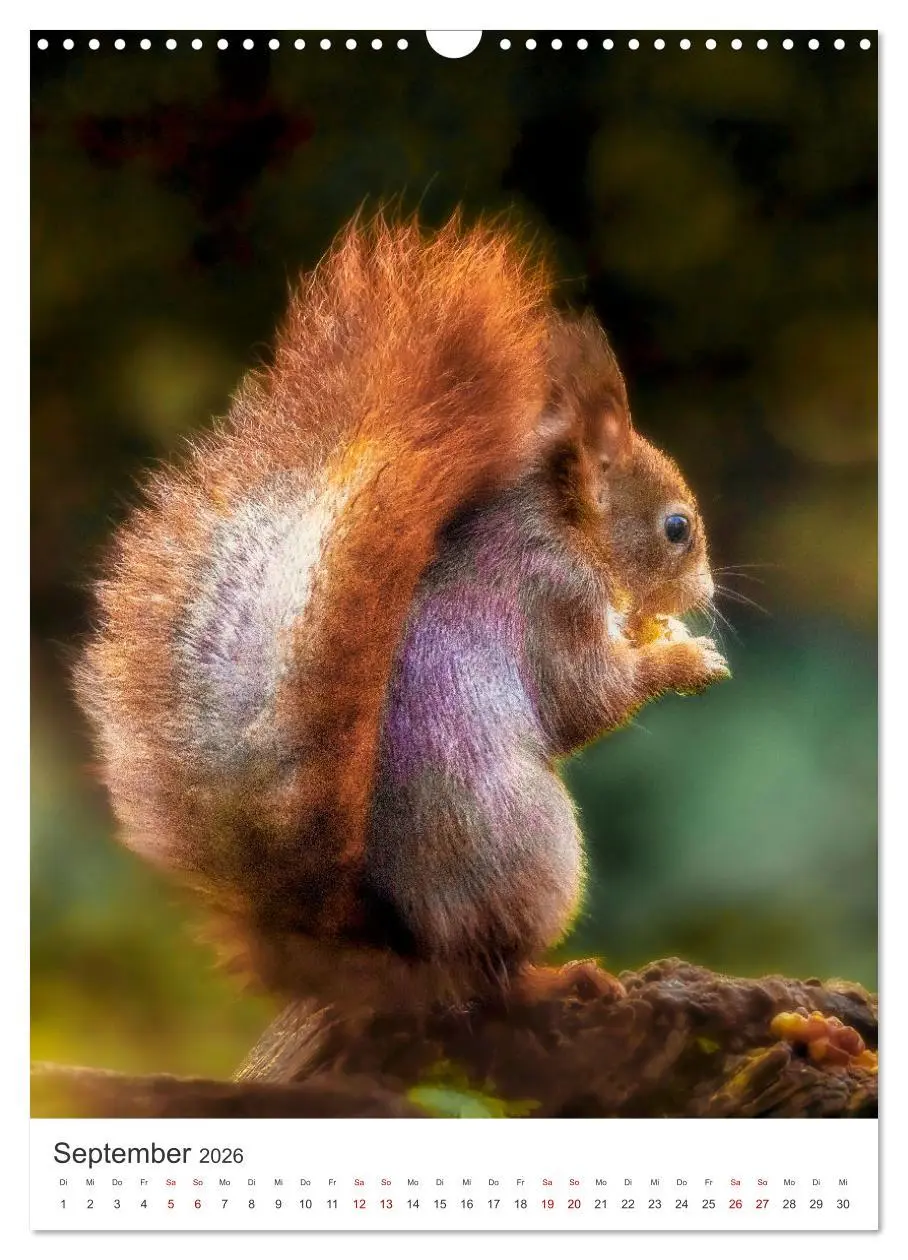 Bild: 9783457274378 | Niedlicher Nager - Das Eichhörnchen (Wandkalender 2026 DIN A3...