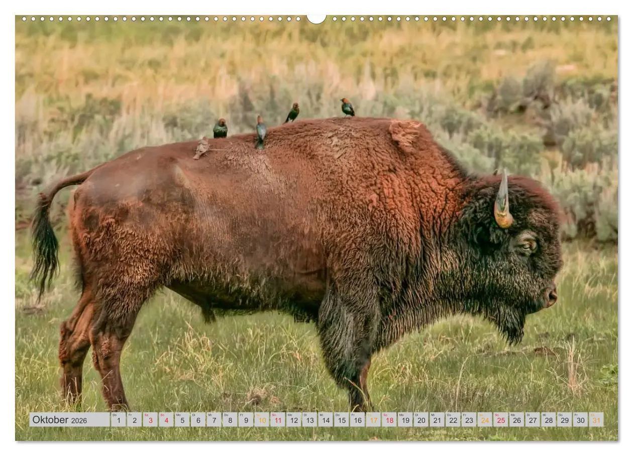 Bild: 9783516034578 | Bison und Wisent - Riesen mit unbändiger Kraft (hochwertiger...