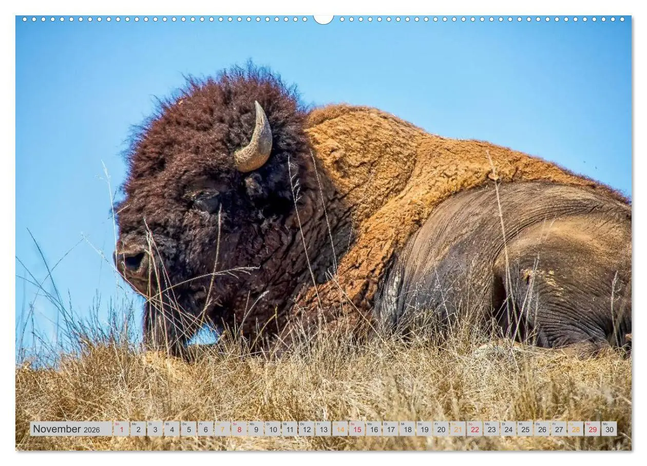 Bild: 9783516034578 | Bison und Wisent - Riesen mit unbändiger Kraft (hochwertiger...