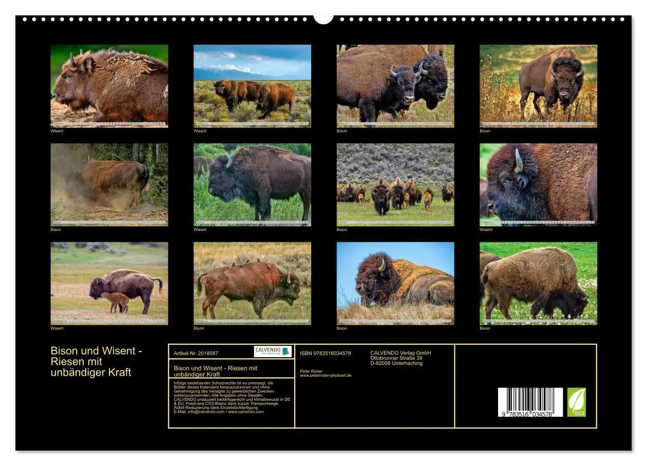 Bild: 9783516034578 | Bison und Wisent - Riesen mit unbändiger Kraft (hochwertiger...