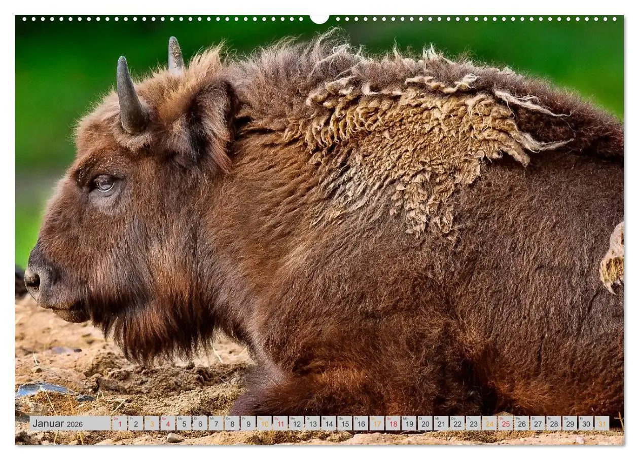 Bild: 9783516034578 | Bison und Wisent - Riesen mit unbändiger Kraft (hochwertiger...