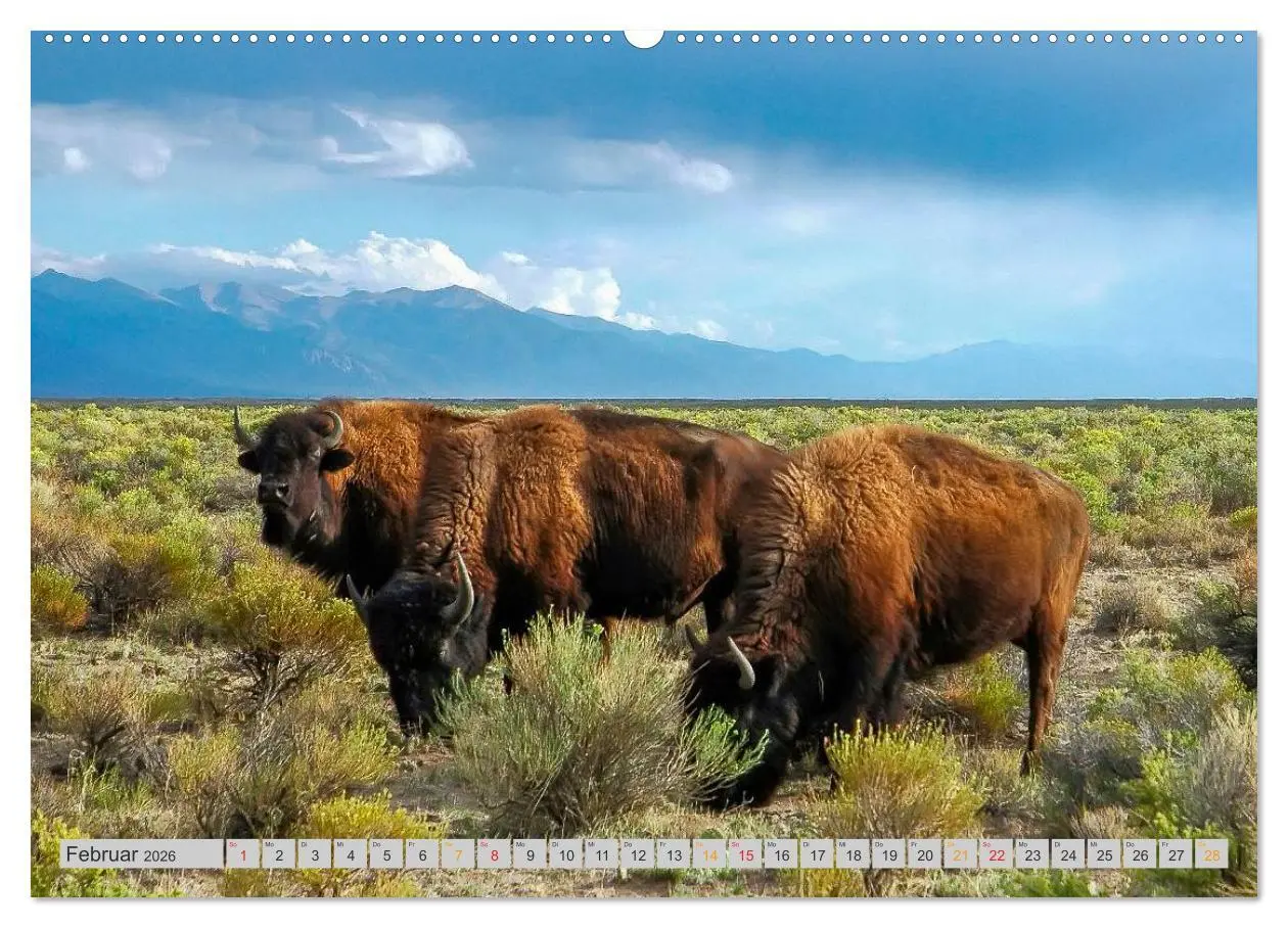 Bild: 9783516034578 | Bison und Wisent - Riesen mit unbändiger Kraft (hochwertiger...
