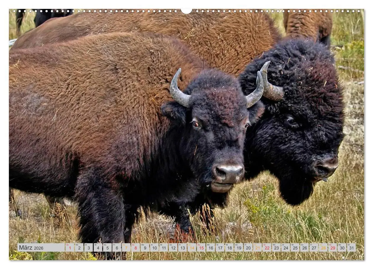 Bild: 9783516034578 | Bison und Wisent - Riesen mit unbändiger Kraft (hochwertiger...