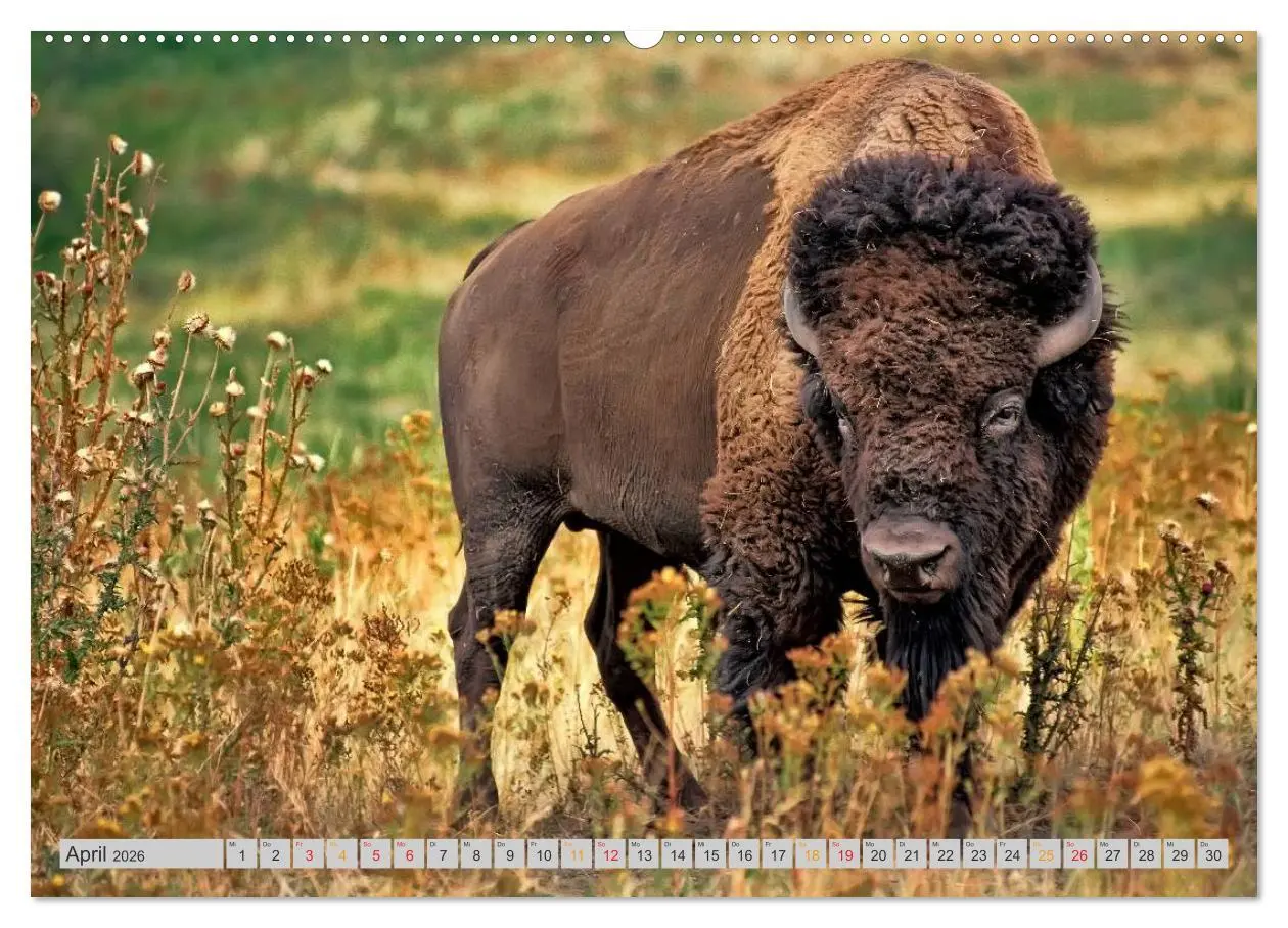 Bild: 9783516034578 | Bison und Wisent - Riesen mit unbändiger Kraft (hochwertiger...