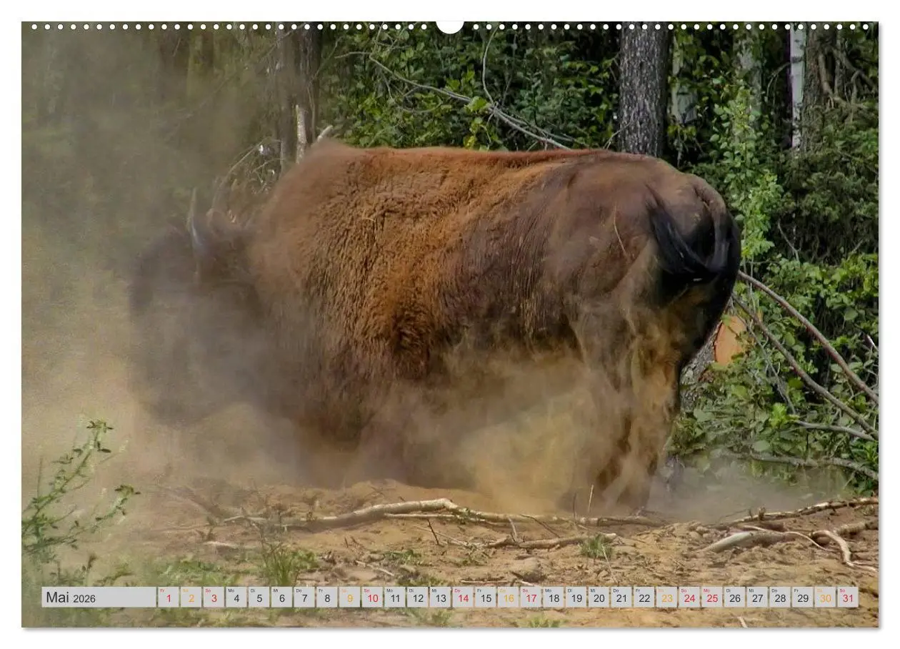 Bild: 9783516034578 | Bison und Wisent - Riesen mit unbändiger Kraft (hochwertiger...
