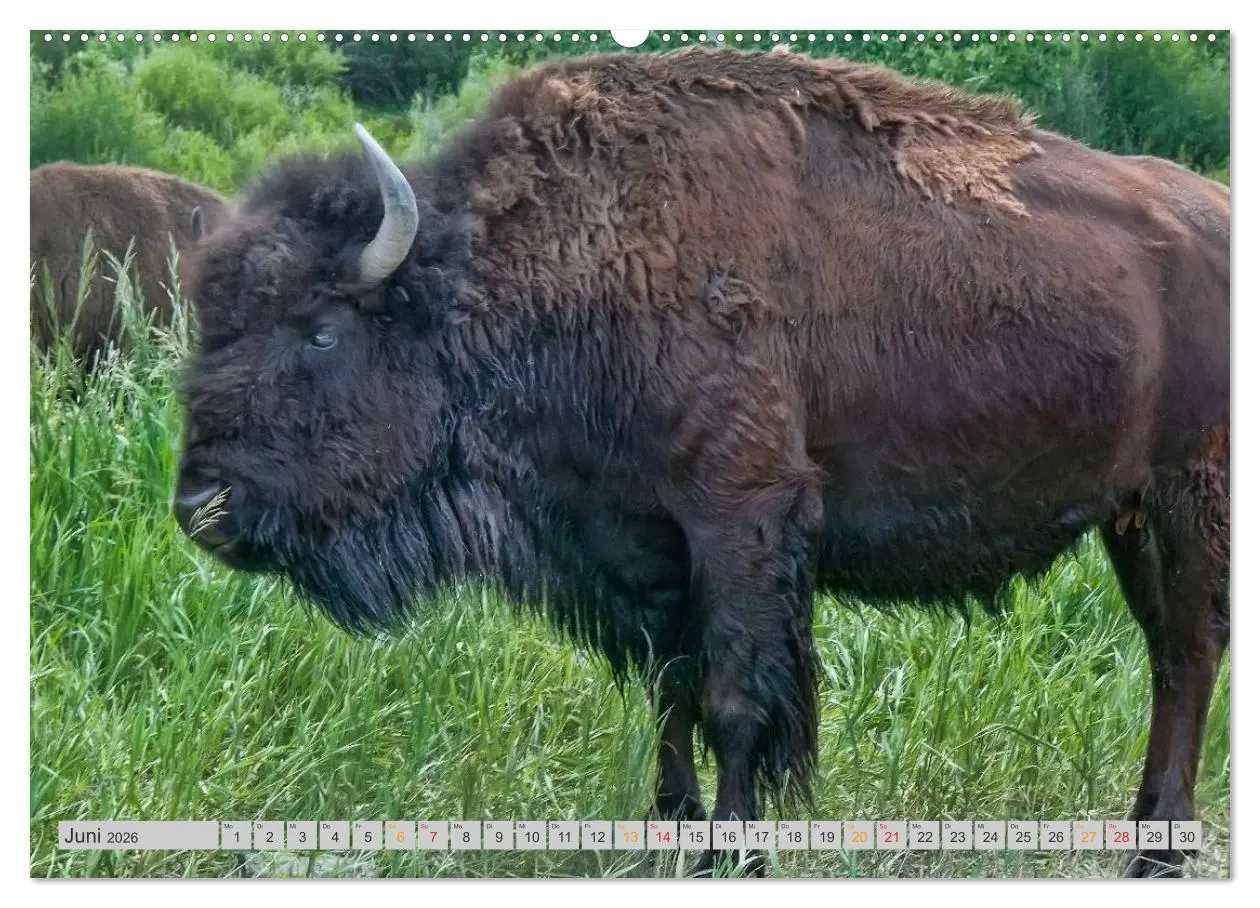 Bild: 9783516034578 | Bison und Wisent - Riesen mit unbändiger Kraft (hochwertiger...