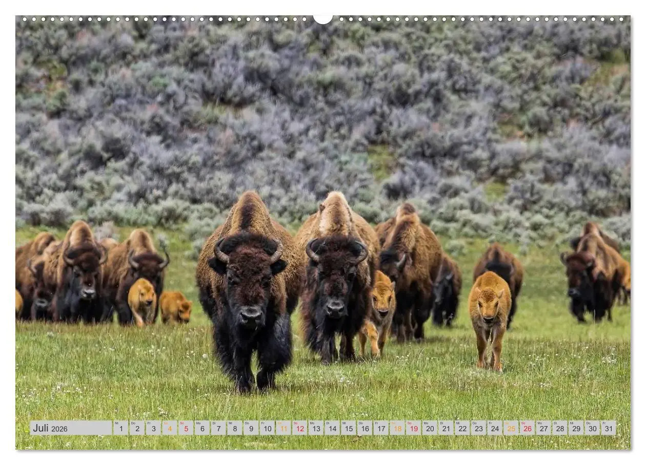 Bild: 9783516034578 | Bison und Wisent - Riesen mit unbändiger Kraft (hochwertiger...