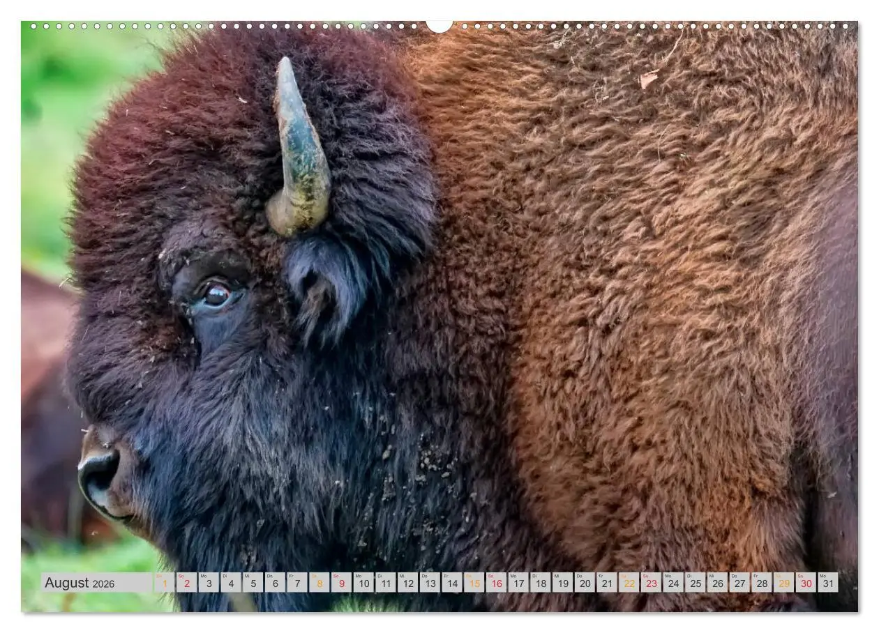 Bild: 9783516034578 | Bison und Wisent - Riesen mit unbändiger Kraft (hochwertiger...