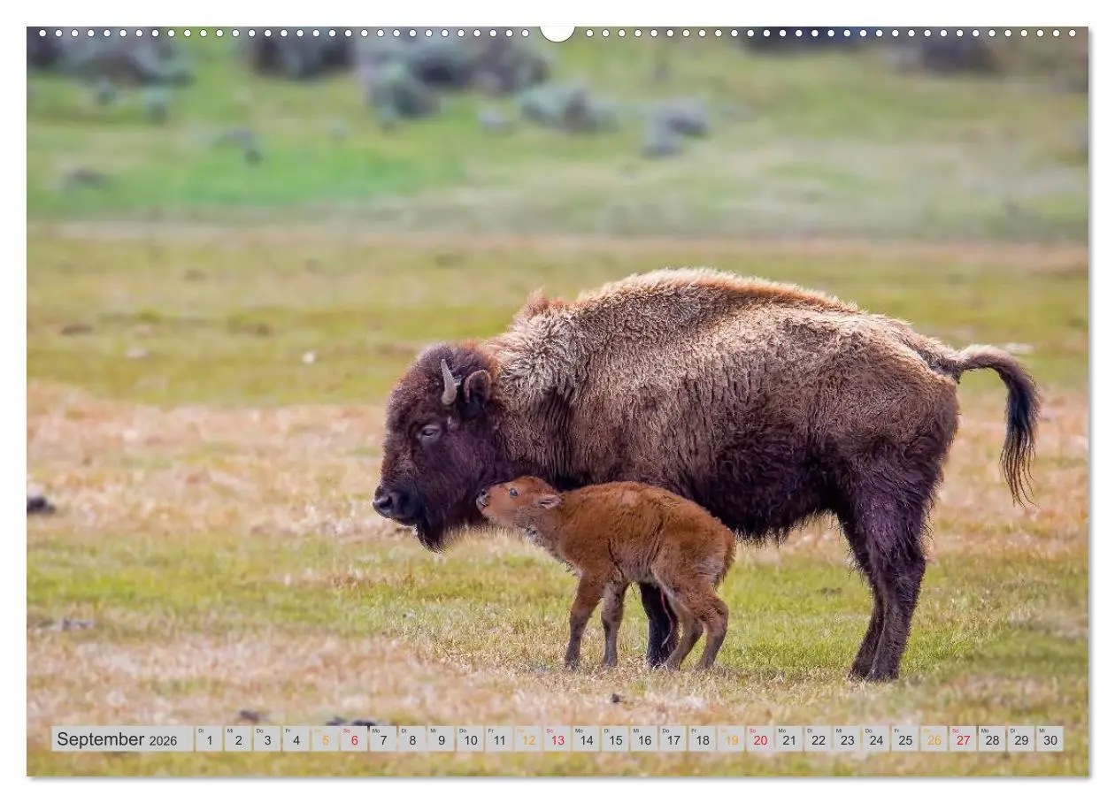 Bild: 9783516034578 | Bison und Wisent - Riesen mit unbändiger Kraft (hochwertiger...