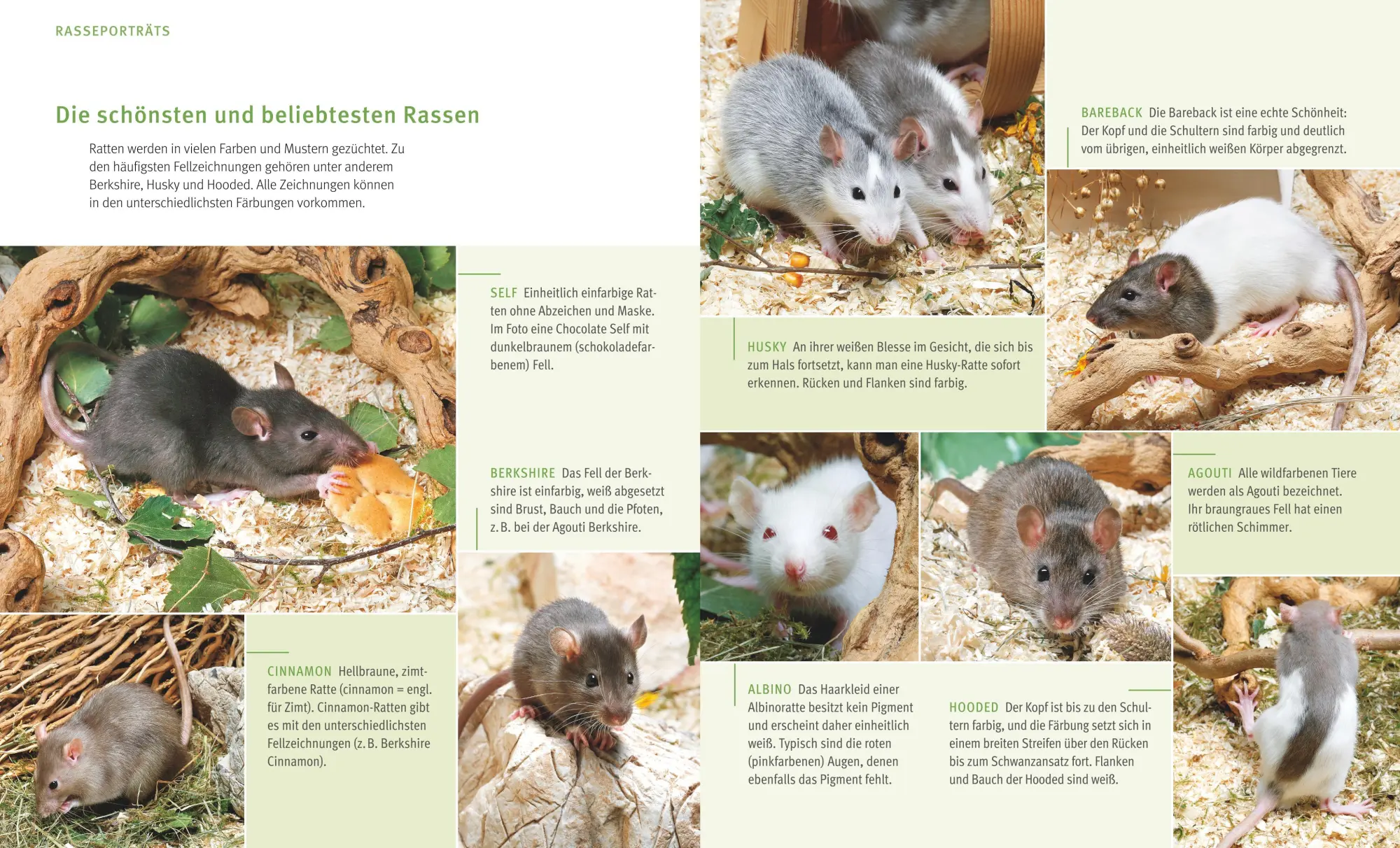 Bild: 9783833855078 | Ratten | So fühlen sich die Kletterkünstler rundum wohl | Gerd Ludwig