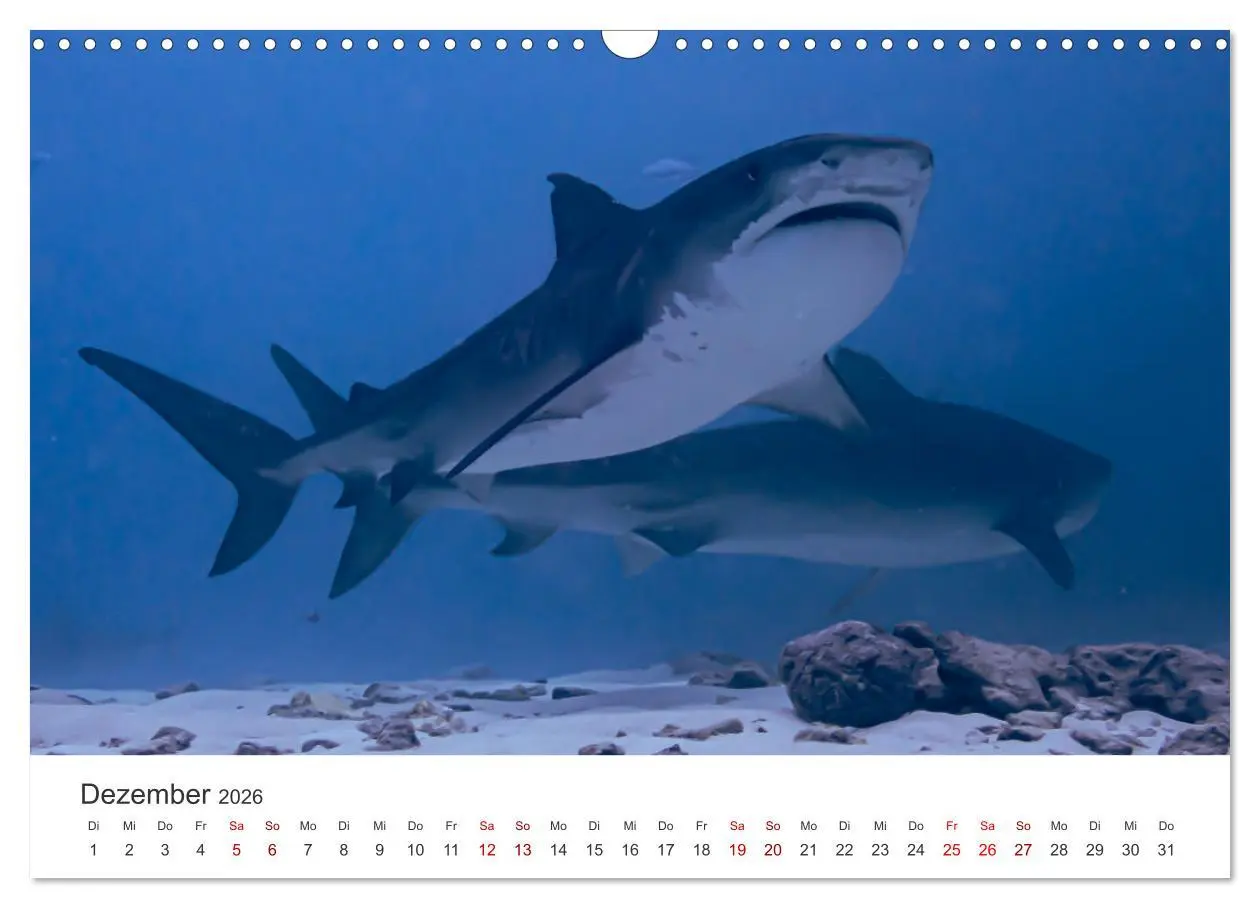 Bild: 9783457575178 | Faszination blaue Welt (Wandkalender 2026 DIN A3 quer), CALVENDO...