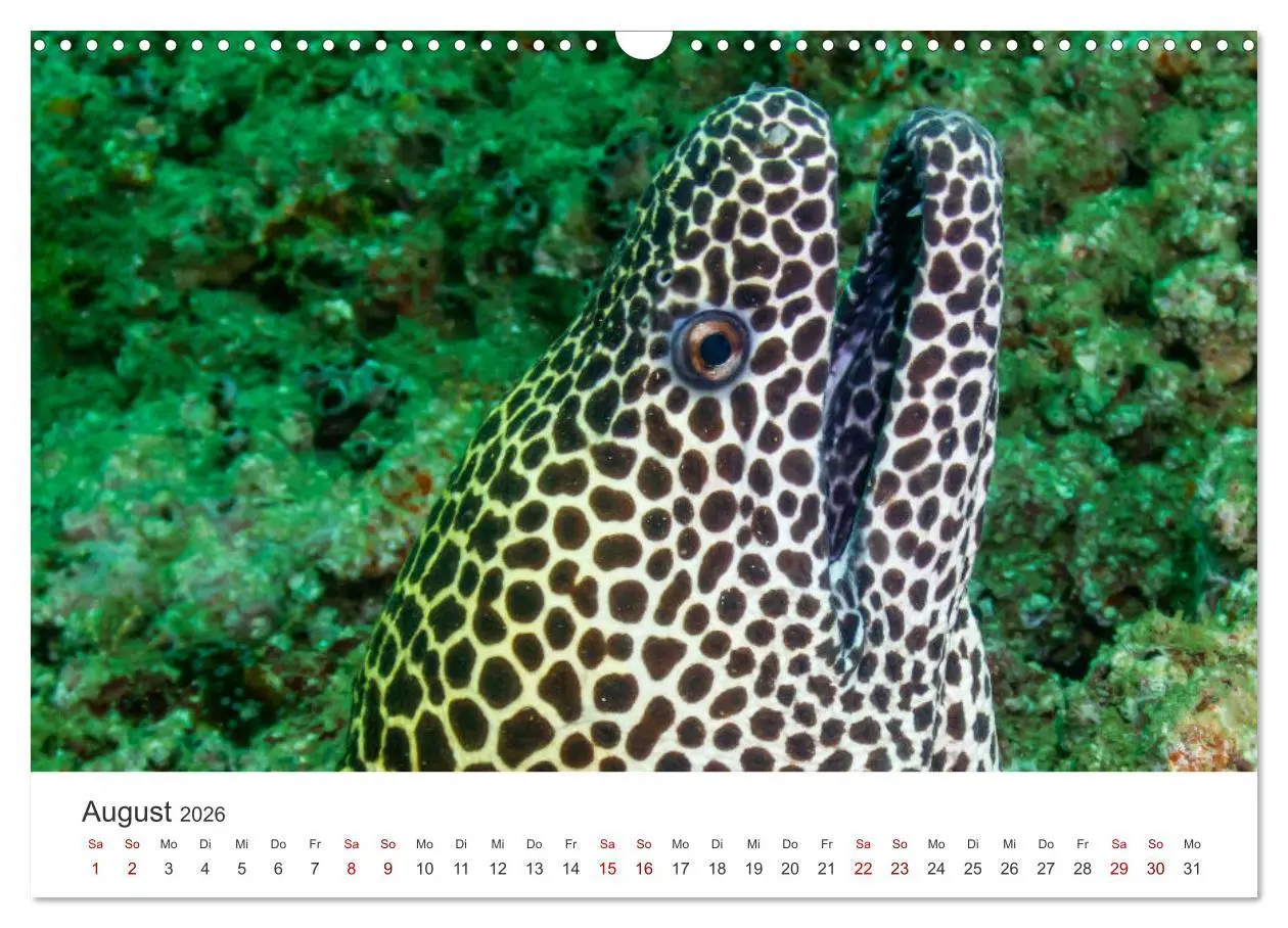 Bild: 9783457575178 | Faszination blaue Welt (Wandkalender 2026 DIN A3 quer), CALVENDO...