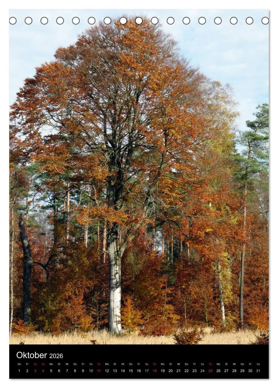 Bild: 9783516425178 | Land Brandenburg im Wechsel der Jahreszeiten (Tischkalender 2026...
