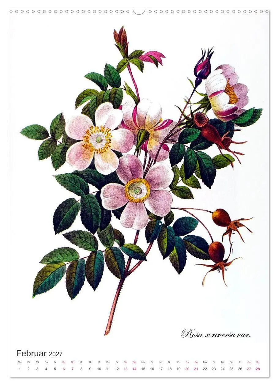 Bild: 9783569445178 | Rosen-Jahr (hochwertiger Premium Wandkalender 2027 DIN A2 hoch),...