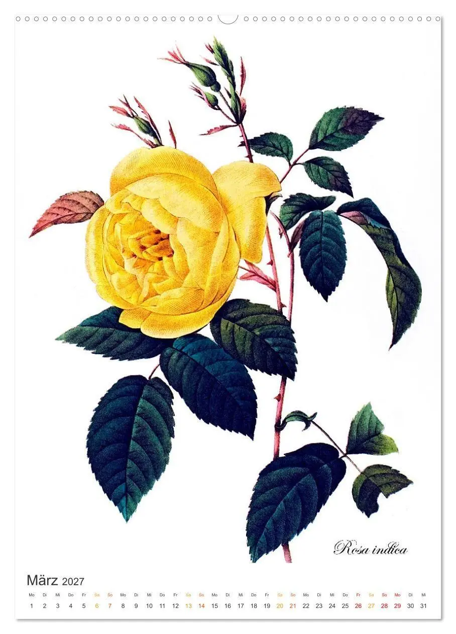 Bild: 9783569445178 | Rosen-Jahr (hochwertiger Premium Wandkalender 2027 DIN A2 hoch),...
