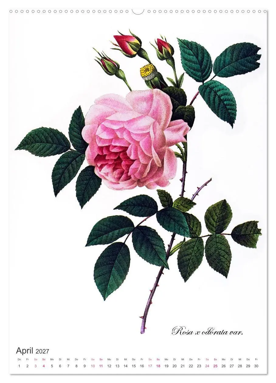 Bild: 9783569445178 | Rosen-Jahr (hochwertiger Premium Wandkalender 2027 DIN A2 hoch),...