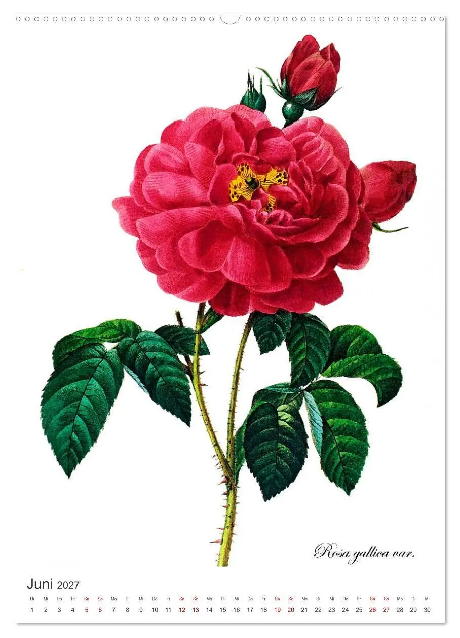 Bild: 9783569445178 | Rosen-Jahr (hochwertiger Premium Wandkalender 2027 DIN A2 hoch),...