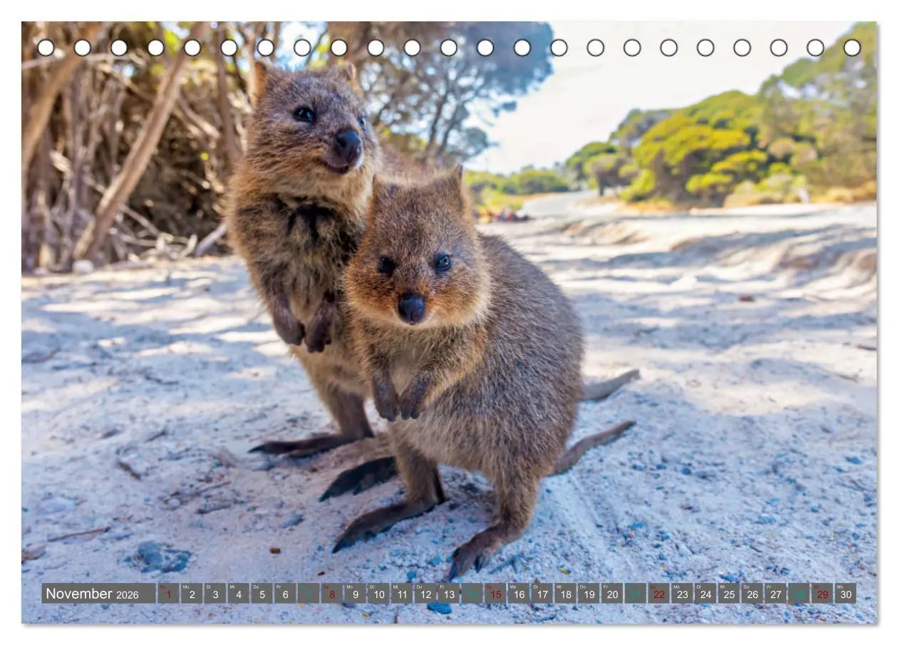 Bild: 9783457495278 | Big Five Australiens Buckelwal, Walhai, Orca, Quokka,Känguru...