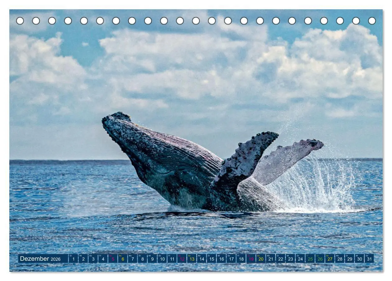 Bild: 9783457495278 | Big Five Australiens Buckelwal, Walhai, Orca, Quokka,Känguru...