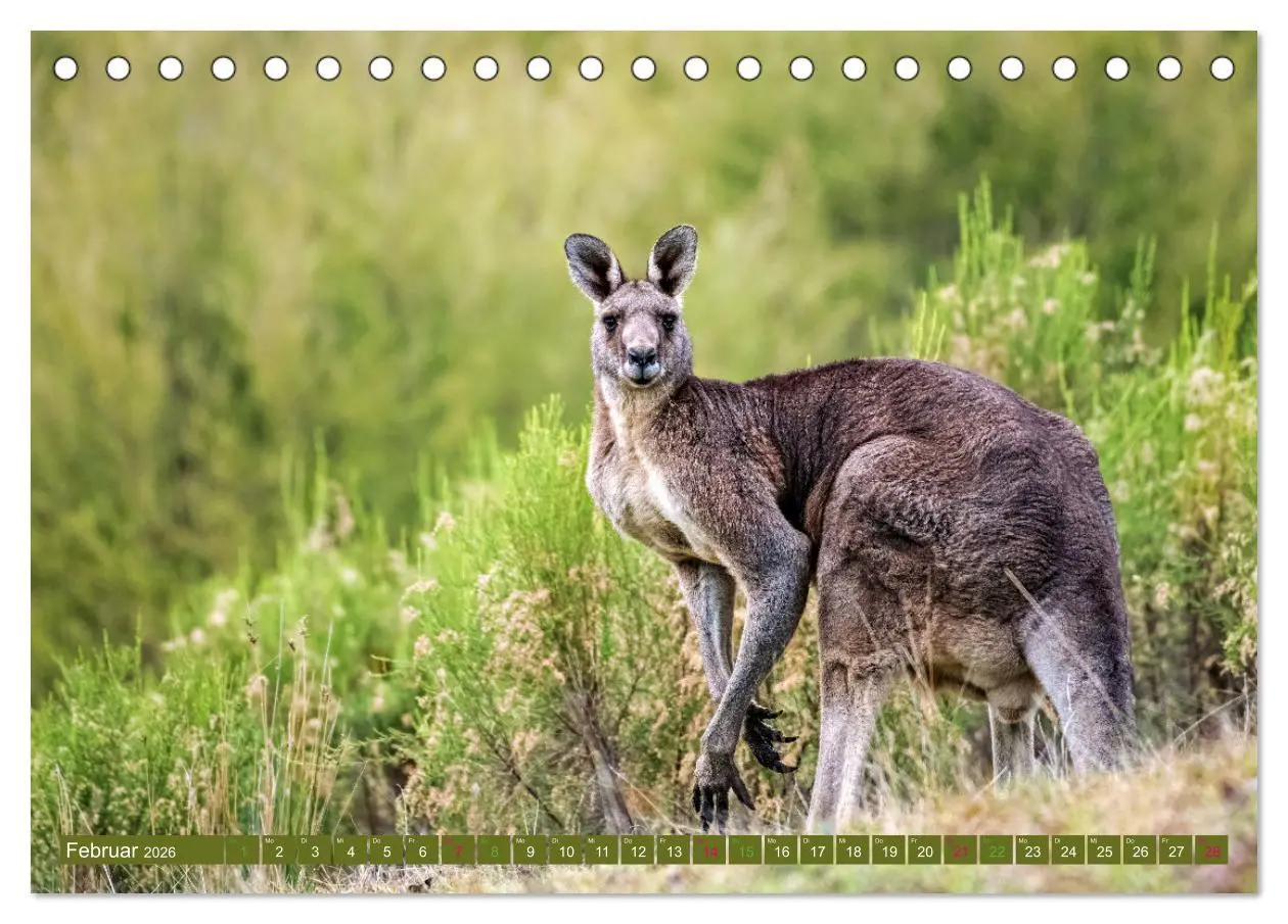 Bild: 9783457495278 | Big Five Australiens Buckelwal, Walhai, Orca, Quokka,Känguru...