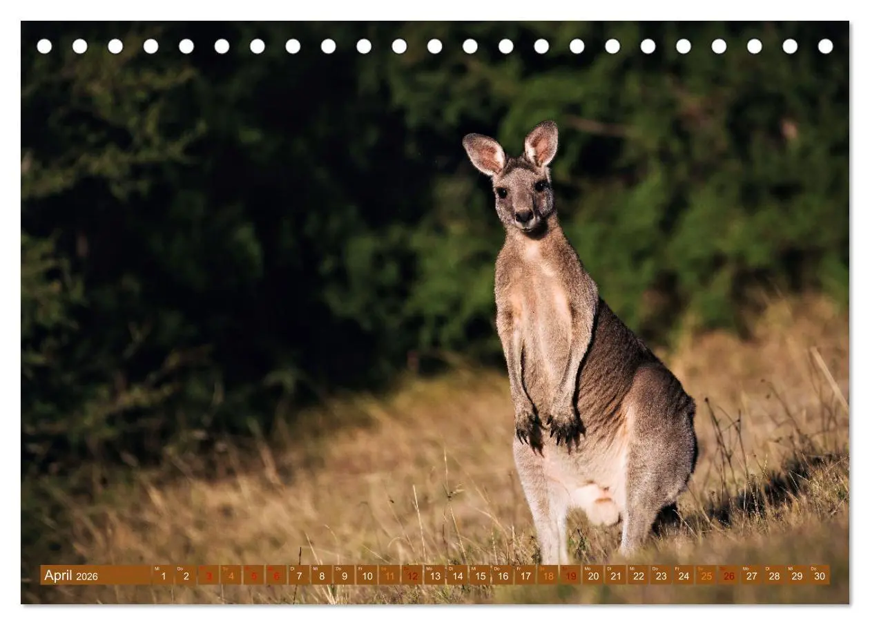 Bild: 9783457495278 | Big Five Australiens Buckelwal, Walhai, Orca, Quokka,Känguru...