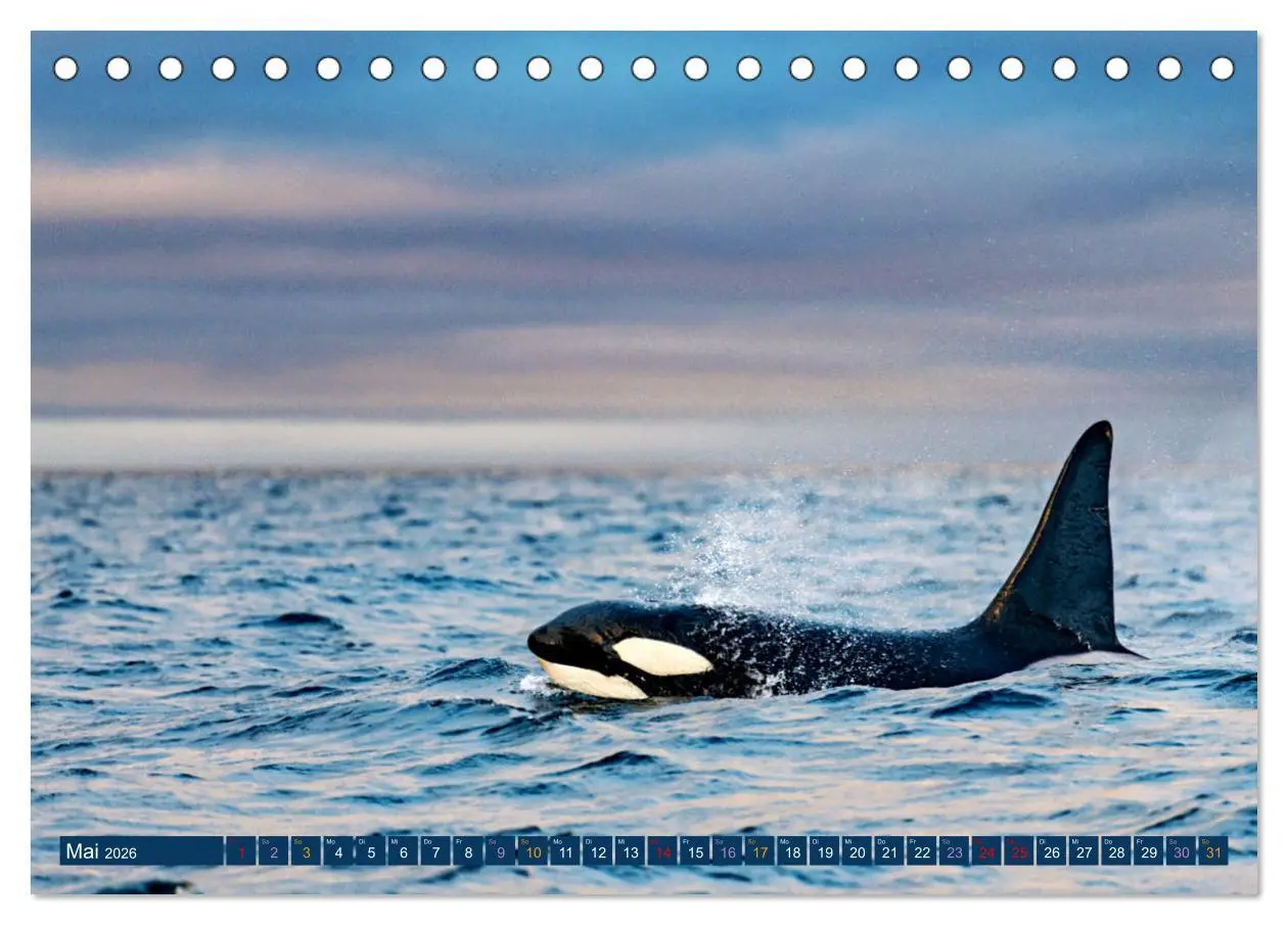 Bild: 9783457495278 | Big Five Australiens Buckelwal, Walhai, Orca, Quokka,Känguru...