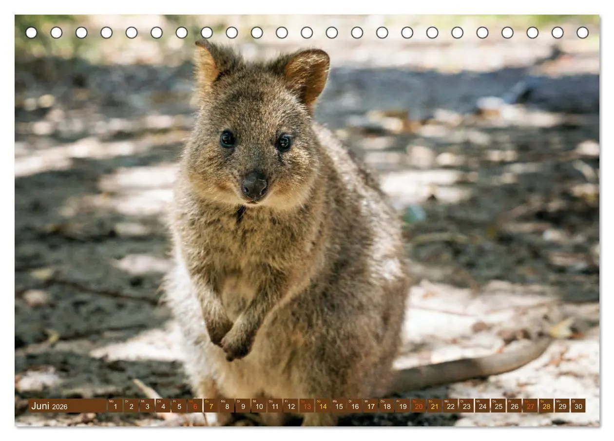 Bild: 9783457495278 | Big Five Australiens Buckelwal, Walhai, Orca, Quokka,Känguru...