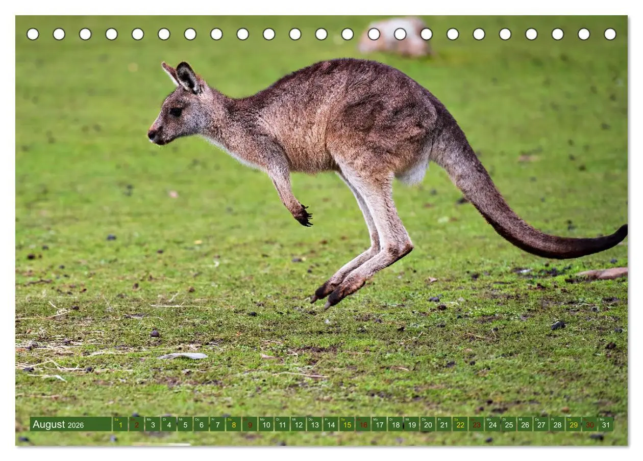 Bild: 9783457495278 | Big Five Australiens Buckelwal, Walhai, Orca, Quokka,Känguru...
