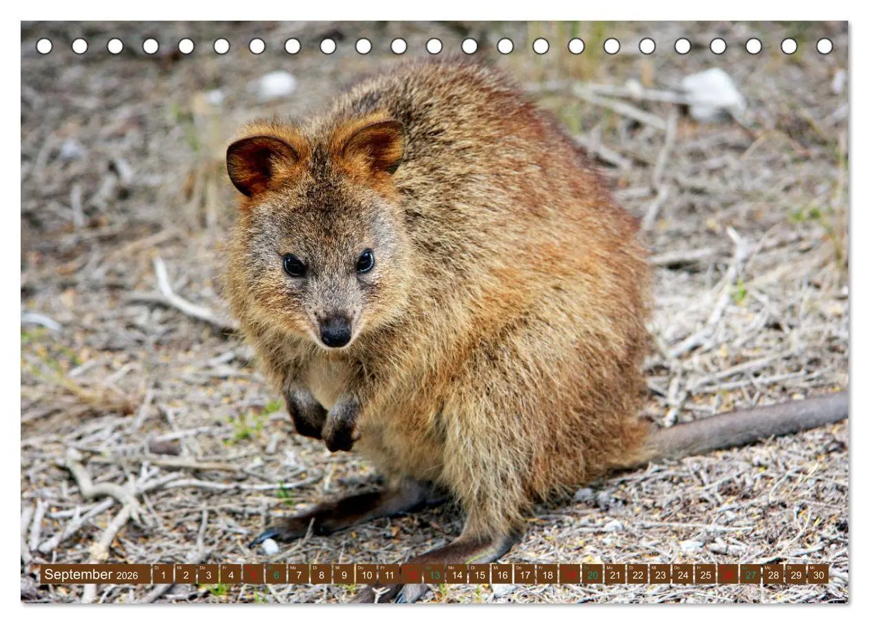 Bild: 9783457495278 | Big Five Australiens Buckelwal, Walhai, Orca, Quokka,Känguru...