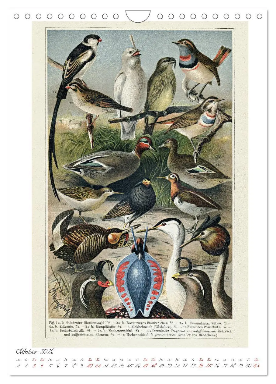 Bild: 9783516405378 | Formenspiele der Evolution. Chromolithographien des 19....
