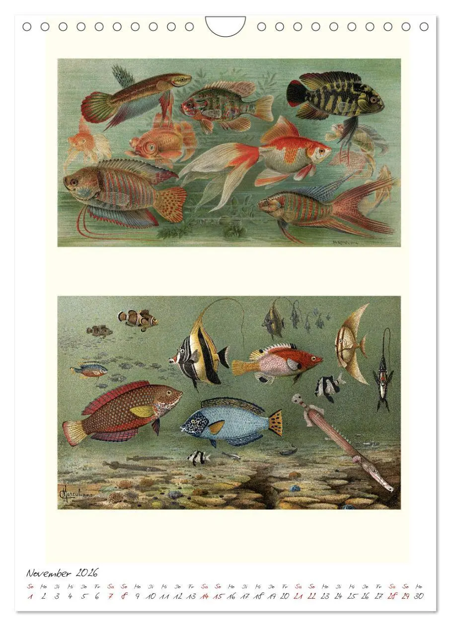 Bild: 9783516405378 | Formenspiele der Evolution. Chromolithographien des 19....