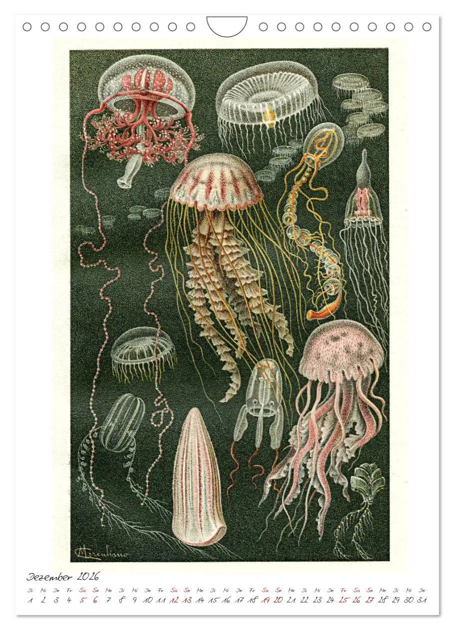 Bild: 9783516405378 | Formenspiele der Evolution. Chromolithographien des 19....