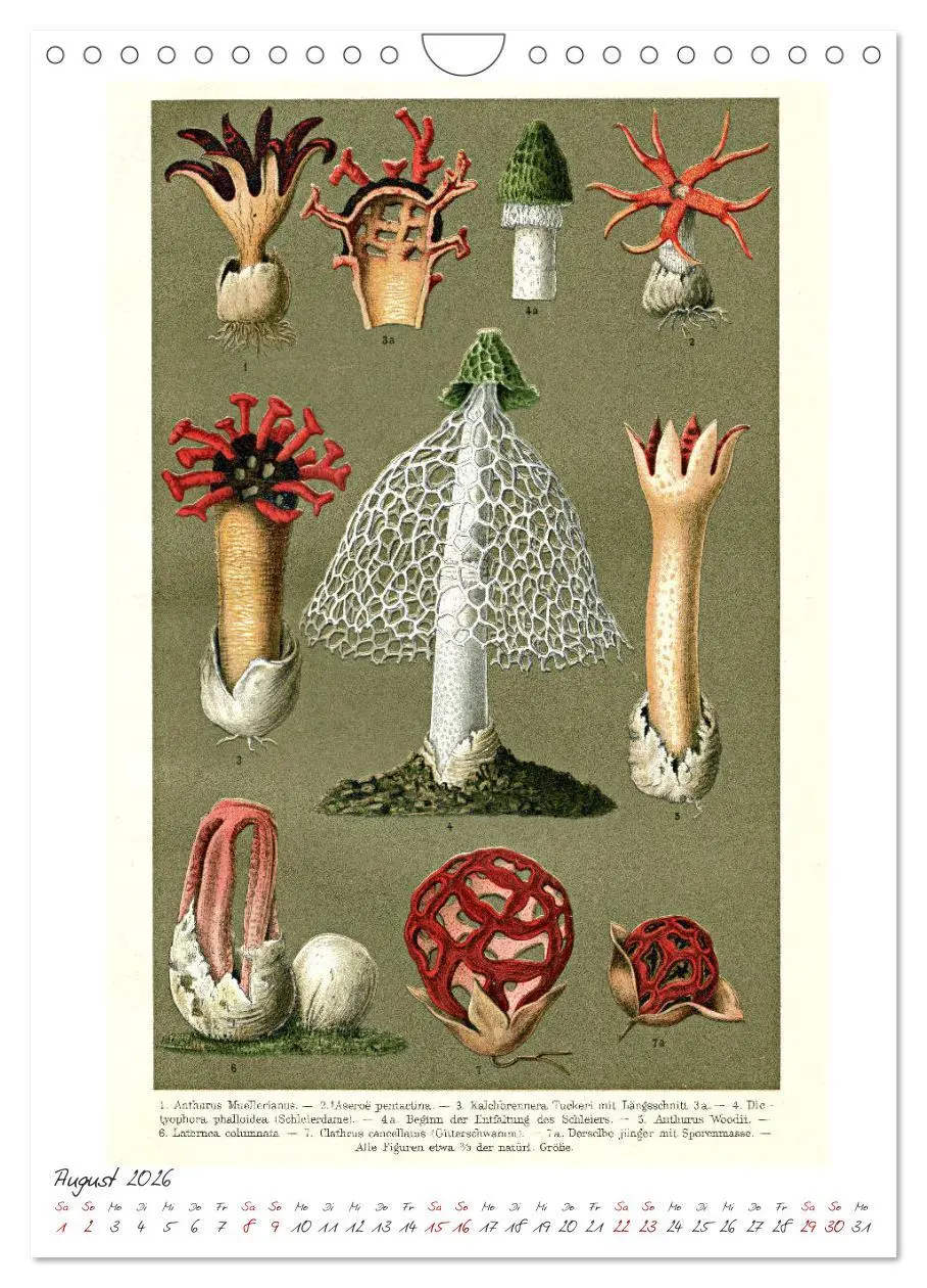 Bild: 9783516405378 | Formenspiele der Evolution. Chromolithographien des 19....
