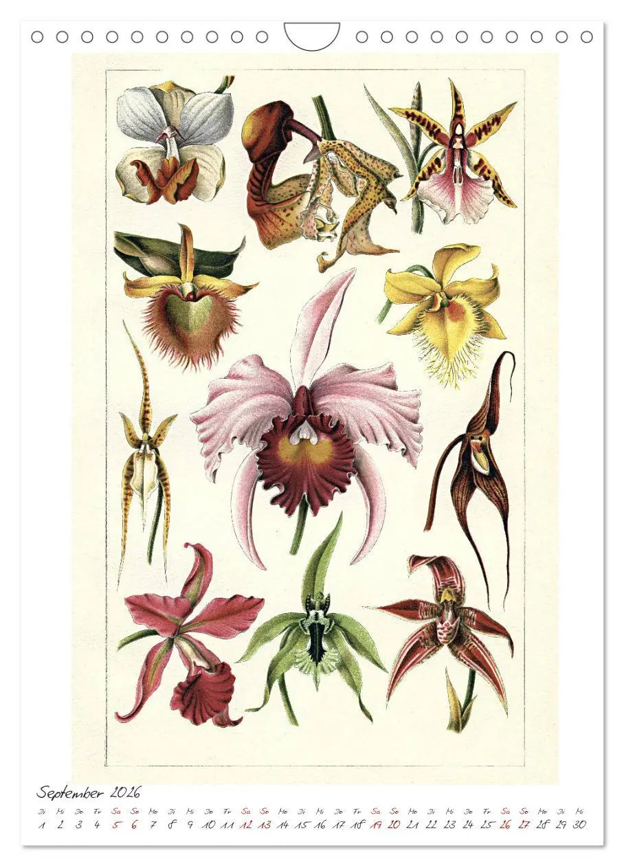Bild: 9783516405378 | Formenspiele der Evolution. Chromolithographien des 19....