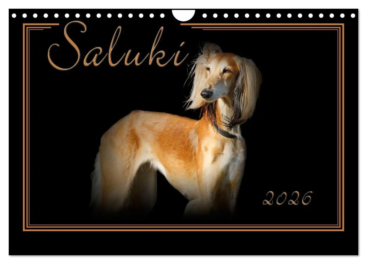 Cover: 9783457545478 | Saluki 2026 (Wandkalender 2026 DIN A4 quer), CALVENDO Monatskalender